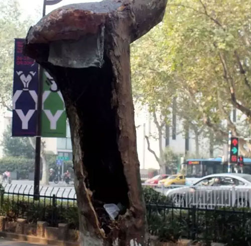 南京上千梧桐树腐烂沦为垃圾箱
